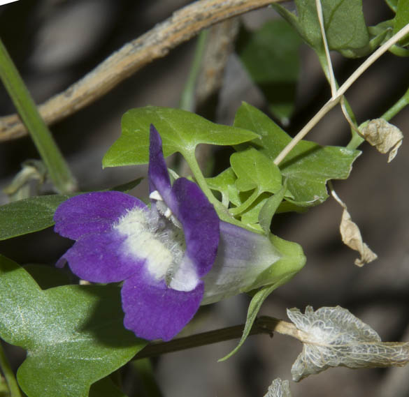  Maurandella antirrhiniflora (Humboldt & Bonpland ex Willdenow) Rothmale